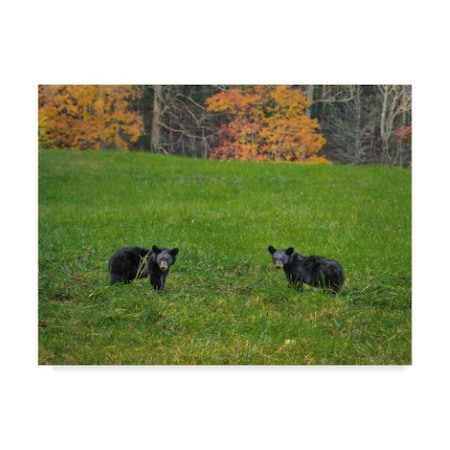 Galloimages Online 'Black Bear Cubs 1' Canvas Art,35x47